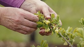 Saint-Bruno-de-Montarville : une ville nourricière pour ses tout-petits !