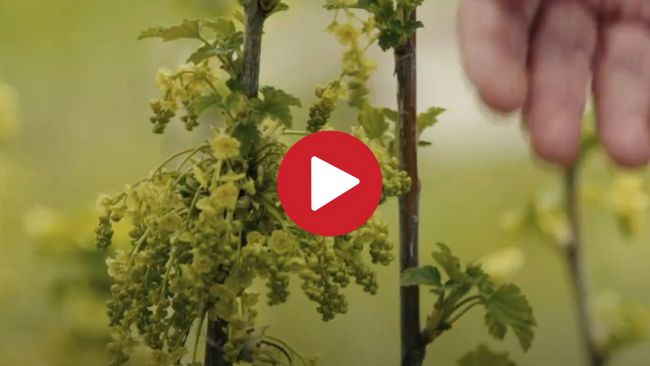 Saint-Bruno-de-Montarville : une ville nourricière pour ses tout-petits !